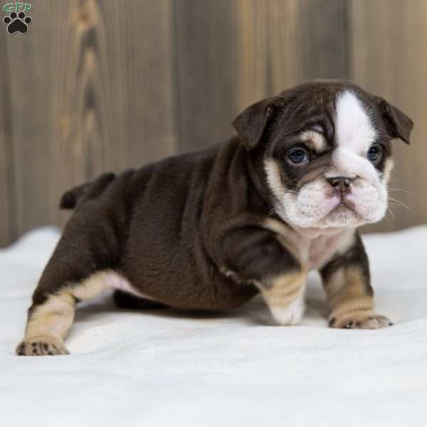 Cocoa Tide, English Bulldog Puppy
